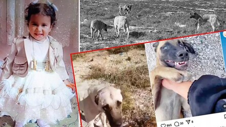 2 yaşındaki minik Rana'yı hayattan koparan köpekleri kaçırdılar! Yaptıkları paylaşım kan dondurdu - gundem