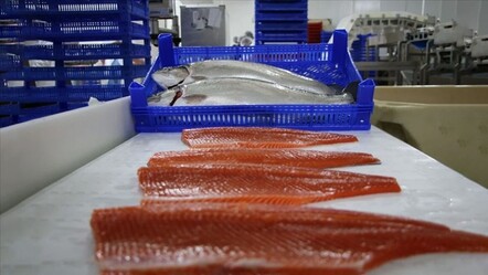 Doğu Karadeniz'den 2 ayda 8,6 milyon dolarlık Türk somonu ihraç edildi - dunya
