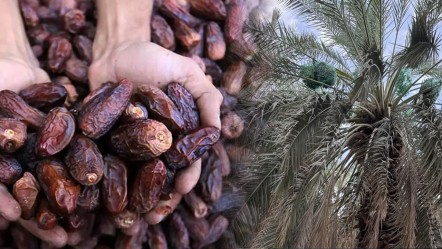 En iyi hurmanın özelliklerini tek tek saydı! Ramazan ayının en çok tüketilen meyvesi hakkında uzmanlar uyardı - Yaşam