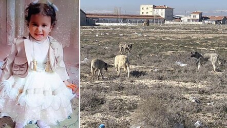 Köpek saldırısında hayatını kaybetmişti! Minik Rana'nın otopsi raporu ortaya çıktı - gundem