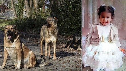 Köpek saldırısında ölen Rana'yla ilgili 