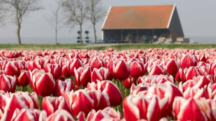 Hollanda'da özel olarak yetiştiriliyor, ismini Türkiye'den alıyor! 'Kızılırmak' tescillendi - dunya