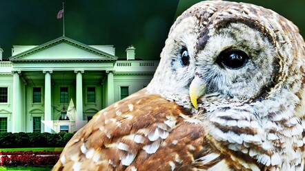 Trump, yüz binlerce baykuşu neden öldürmek istiyor? Sebebi şoke etti! - ekonomi