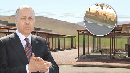 Başıboş sokak köpekleri dehşet saçmıştı! Bakan Yerlikaya: Belediyeler 2 ayda bir denetlenecek - haberler
