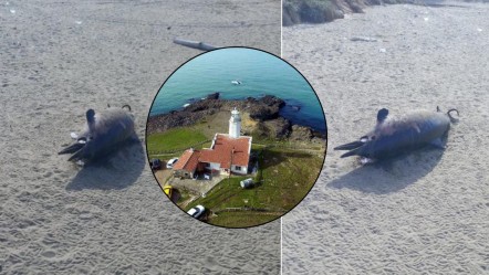 Karadeniz'de neler oluyor? Yunuslar karaya vurmaya başladı, vatandaş tedirgin oldu - Yaşam