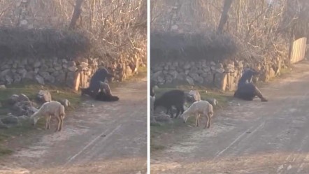 Küçükbaş hayvana eziyet! Soruşturma başlatıldı - Gündem