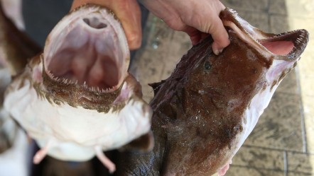 Karadeniz'de ağlara takıldı, gören şaştı kaldı! Kilosu 500 liradan satışta - Ekonomi