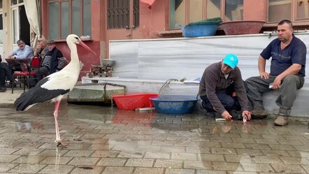 Yaren'den sonra Bilal leylek de gündemde! Her yıl geliyor... - yasam