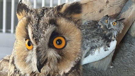 Bakışlarıyla görenleri hayran bırakıyor! Samsun'da kanadı kırık halde bulunan puhu elle besleniyor - yasam