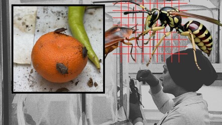 Çiftçinin kabusu kahverengi kokarcanın sonu geliyor! 750 bin samuray arısı üretimine tam gaz - gundem