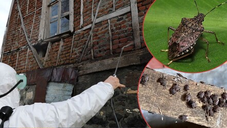 Kokarca paniği erken başladı! Kış uykusundan uyandı, her yeri sardı - yasam