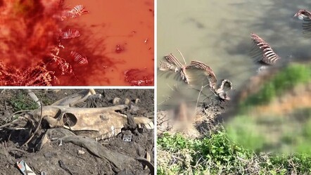 Kebabıyla ünlü Adana at ve eşek etinde zirvede! Bakanlığın ifşasının ardından skandal görüntüler - gundem