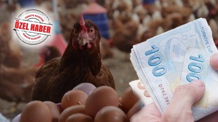 Yumurtaya ihracat kesintisi arttı, fiyatlar ucuzlayacak! Kilogram başına 0,5 dolardan 1,5 dolara yükseldi - Ekonomi