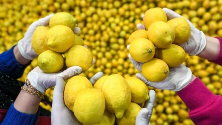 Ticaret Bakanlığı'ndan limon ihracatı açıklaması! Hepsi durduruldu... - ekonomi