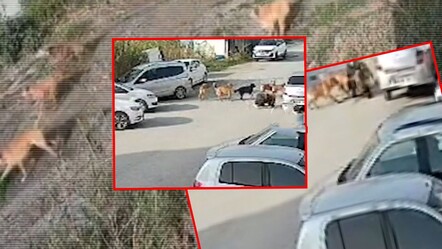 Dehşet anları kamerada! Hatay'da sahipsiz köpekler yolda yürüyen kadına saldırdı - gundem