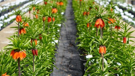 Sadece 20 gün açıyor! Bu özel çiçeği koparmanın cezası yarım milyon lira - gundem