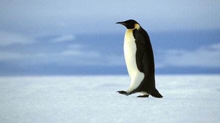 Penguen helikopter düşürdü! Güney Afrika'daki kazanın detayları şaşkına çevirdi - dunya