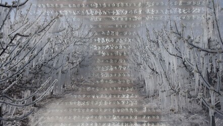 Korku filmi gibi.... Türkiye tarihinin en büyük felaketlerinden! Yazın meyveye hasret kalabiliriz - ekonomi