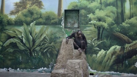 'Sony Dünya Fotoğraf Ödülleri' açıklandı: Yılın kareleri tabiattaki büyük yıkımı anlatıyor - kultur-sanat