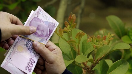Dünyada sadece Türkiye ve Yunanistan'da var: Cumhuriyet döneminde yok olmuştu! Servet değerindeki bitki için yer bulamıyorlar - dunya