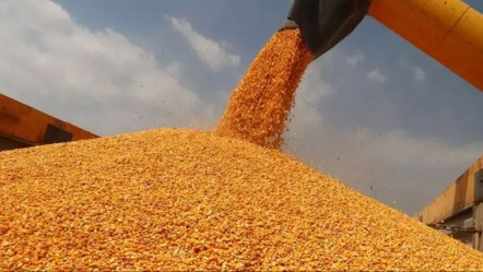 Ticaret Bakanlığı'ndan "mısır" kararı! Yerli üretici zarar görmeyecek - Ekonomi