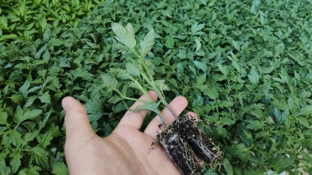 Bilim adamları ortaya çıkardı, bu gerçek tüyler ürpertti! Bitkiler de yapabiliyor... - Yaşam