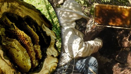 Takip edip yuvalarını buluyorlar, kilosunu 3 bin liradan satıyorlar - Ekonomi