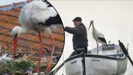 Türkiye onu Adem Yılmaz ile olan dostluğu ile tanımıştı! "Yaren leylek" baba oldu - Gündem