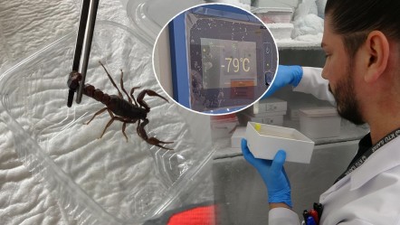 Anadolu akrebi bilimin kıskacında! Zehri sağılıyor, eksi 75 derecede korunuyor - Yaşam