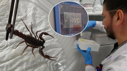 Anadolu akrebi bilimin kıskacında! Zehri sağılıyor, eksi 75 derecede korunuyor - Yaşam