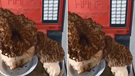 Görenler gözlerine inanamadı! Devasa büyüklükte kuzu göbeği mantarı buldu - Yaşam