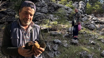 Kilosu 1250 TL, dağa çıkan topluyor! Vatandaşların akın ettiği bölge adeta geçim kaynağı - Ekonomi