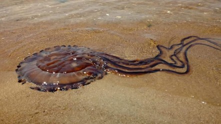 Atlantik'ten Marmara Denizi'ne geldi! Korkutan gelişme... - Yaşam
