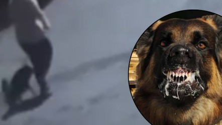 Başıboş sokak köpeği kadına saldırdı! O anlar böyle görüntülendi - 3. Sayfa