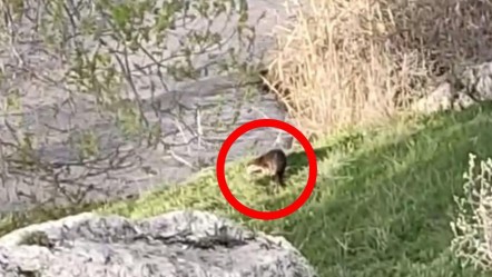 Nesli tehlike altında! Erzurum'da görüntülendi - Yaşam