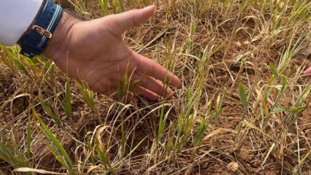 Şırnak'ta erken kuruma başladı! Yetkililer bölgede inceleme yapıyor - Dünya