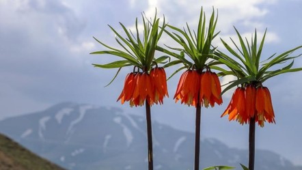 Ters lale koparmanın cezası ne kadar, neden yasak? Bulunduğu il ve ülkeler - Haberler