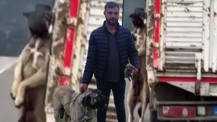 10 saniyelik videoyla linç edildi: Köpeğe eziyet iddiasının arkasından bakın ne çıktı - 3-sayfa