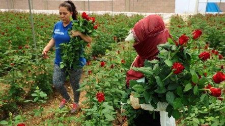 Dikeninden çok etiketi batıyor: Anneler Günü'ne özel! Aynı gül 20 kat fark - Ekonomi
