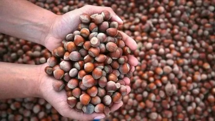 Fındıktan Türkiye ekonomisine büyük katkı! İşte 4 ayda kazandırdığı para - Ekonomi