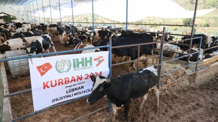 Kurban hisse bedeli ne kadar 2025? İHH Kurban fiyatını açıkladı - Haberler