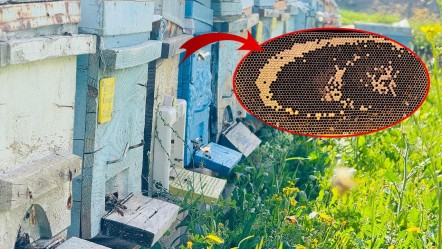 Bal arıları şov yaptı! Petekte oluşan motif görenleri kendine hayran bıraktı - Yaşam
