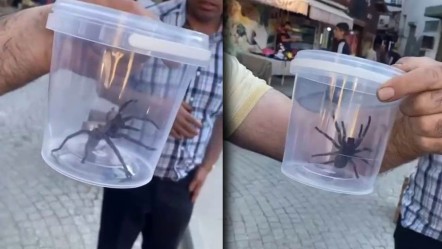 Elazığ'da bulundu! Et yiyor, devasa büyüklükte!  - Yaşam