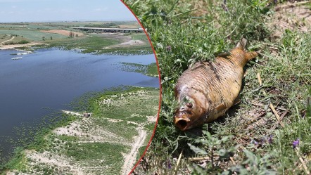 Gölet can çekişiyor, çiftçi isyan etti! Balıkların ölümündeki gizem ekipleri harekete geçirdi - Gündem