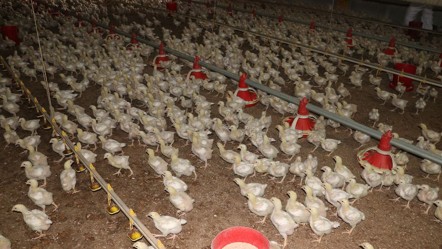 Güney Afrika dünya gündemine oturdu: Devlet doyuramadı, tavuklar birbirini yedi! - Dünya