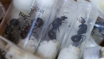 Karınca kaçakçıları yakalandı! 4 kişiye 7 bin 700 dolarlık para cezası - Dünya