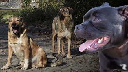 'Köpekperestlere' kötü haber: AYM son noktayı koydu! Sokak hayvanları... - Gündem