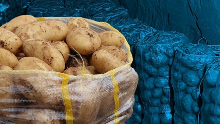 Sofralarımıza zehir göndermişler! Binlerce ton patateste virüs çıktı, hepsi geri gönderildi - Gündem