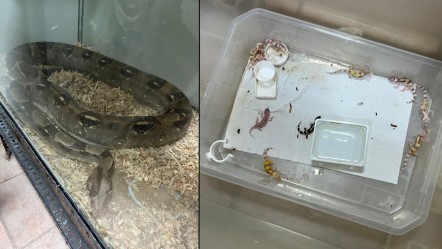 Yasadışı egzotik hayvan ticaretinde yok yok! Zehirli yılanlar, nadir görülen geckolar... - Gündem