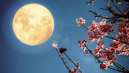 Çiçek dolunayı nedir, ne zaman, Türkiye'den görülecek mi? Baharın simgesi mayıs ayı dolunayı en iyi görülebilecek saat! - Haberler